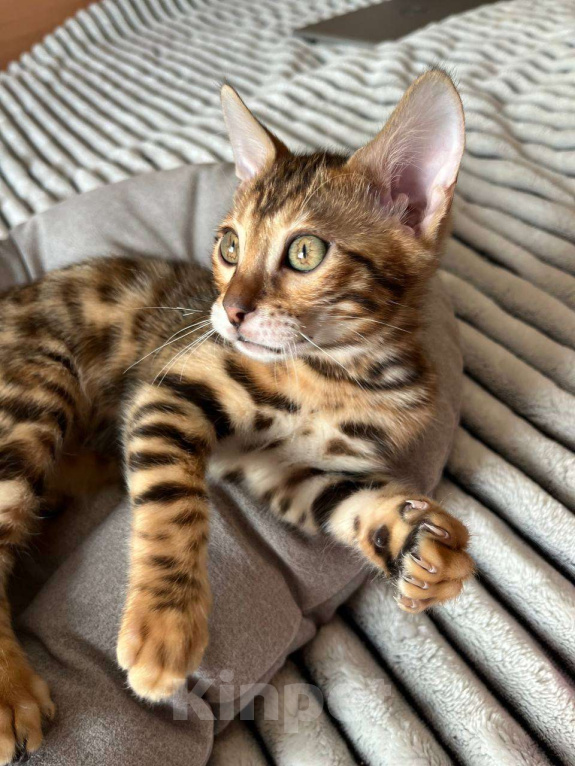 Кошки в Самаре: Бенгальский мальчишка Veritay Bentley  Мальчик, 60 000 руб. - фото 5