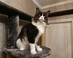 Кошки в Лобне: Вязка Мейн Кун Мальчик, 1 000 руб. - фото 9