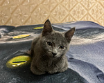 Кошки в Чите: Отдам в добрые руки Мальчик, Бесплатно - фото 1