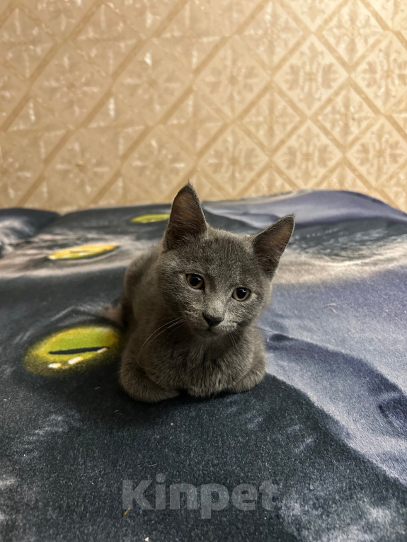 Кошки в Чите: Отдам в добрые руки Мальчик, Бесплатно - фото 1