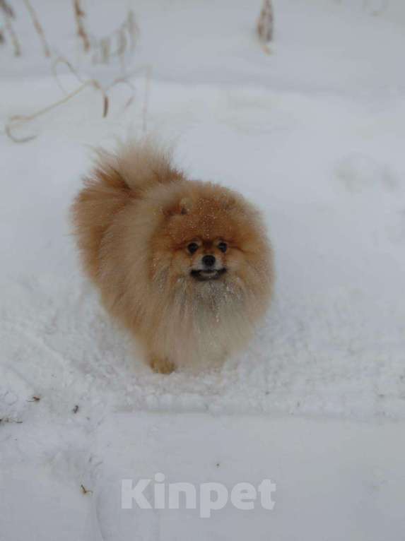 Собаки в Копейске: Вязка, 3 000 руб. - фото 1