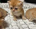 Кошки в Казани: Золотая кошечка Девочка, 30 000 руб. - фото 1