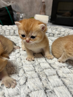 Золотая кошечка
