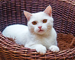 Кошки в Москве: Котик Беляш - белый малыш ищет дом, в дар Мальчик, Бесплатно - фото 1