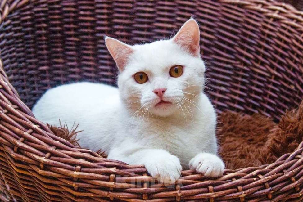 Кошки в Москве: Котик Беляш - белый малыш ищет дом, в дар Мальчик, Бесплатно - фото 1