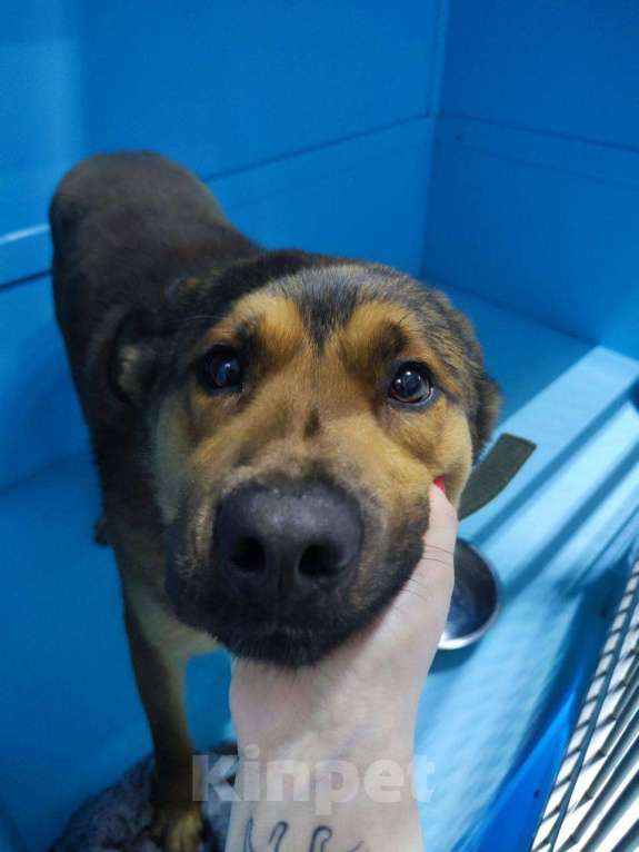 Собаки в Москве: Чудо пес Чип ищет дом, ждет в приюте Мальчик, Бесплатно - фото 2