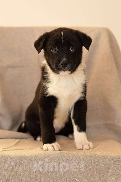 Собаки в Апрелевке: Щеночки Якутской лайки в добрые руки! Девочка, Бесплатно - фото 1