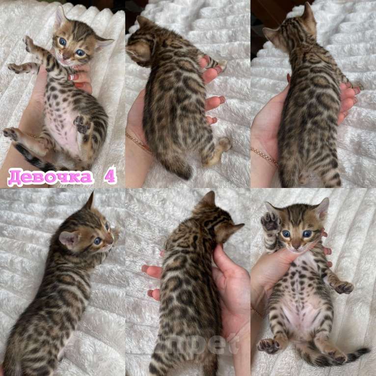 Кошки в Новосибирске: Бенгальские кошечки под резерв Девочка, 55 000 руб. - фото 4