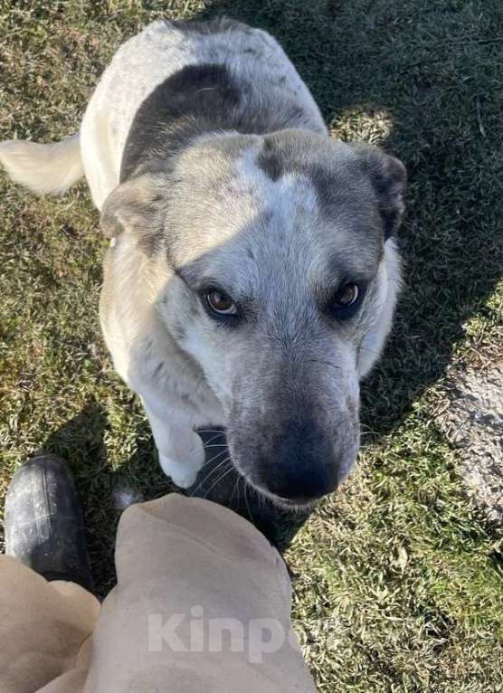 Собаки в Симферополе: Собака в дар )  Мальчик, Бесплатно - фото 6