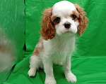 Собаки в Москве: Щенки кавалер Кинг Чарльз спаниель  Девочка, 60 000 руб. - фото 5