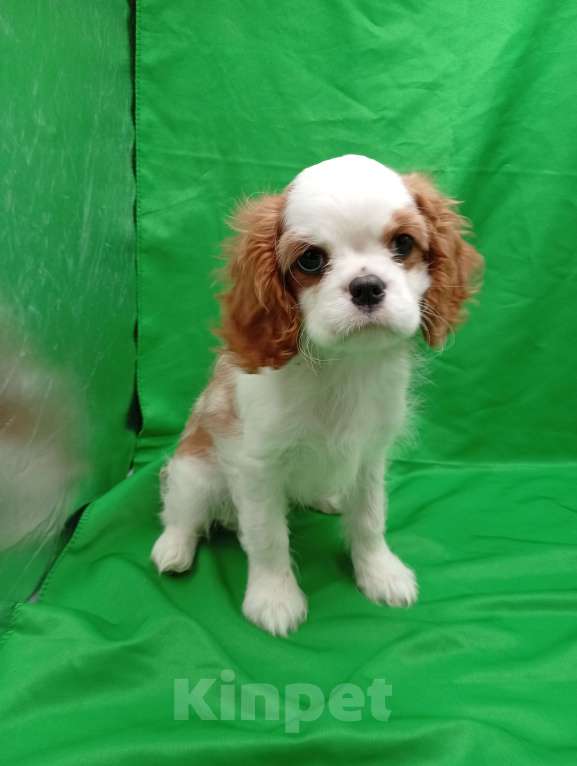 Собаки в Москве: Щенки кавалер Кинг Чарльз спаниель  Девочка, 60 000 руб. - фото 5