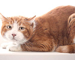 Кошки в Москве: Рыжий кот Орион в добрые руки Мальчик, 1 руб. - фото 2