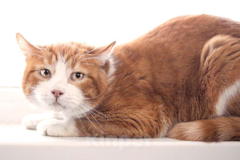 Кошки в Москве: Рыжий кот Орион в добрые руки Мальчик, 1 руб. - фото 2