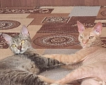 Кошки в Подольске: Ищем любящих хозяев  Мальчик, Бесплатно - фото 3