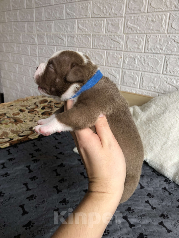 Собаки в Волгограде: Американский булли мальчик покет Мальчик, 90 000 руб. - фото 3