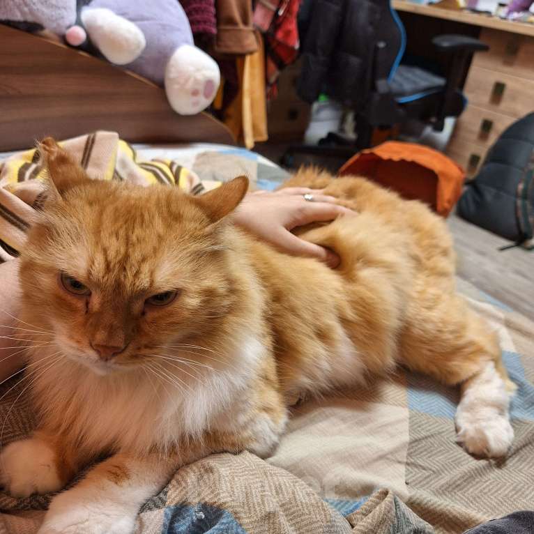 Кошки в Москве: Потерялся кот Мальчик, Бесплатно - фото 4