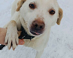 Собаки в Москве: Метис лабрадора в добрые руки Мальчик, Бесплатно - фото 1