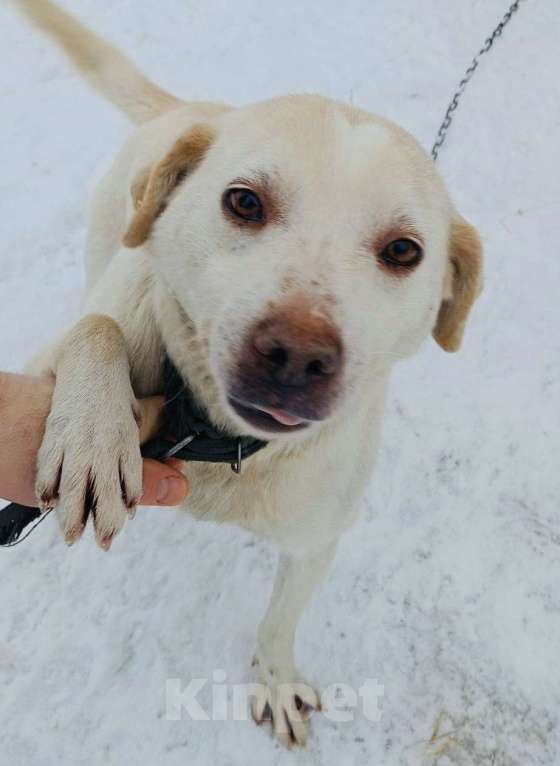 Собаки в Москве: Метис лабрадора в добрые руки Мальчик, Бесплатно - фото 1