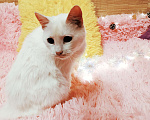 Кошки в Санкт-Петербурге: Белая кошка ищет дом Девочка, 200 руб. - фото 1