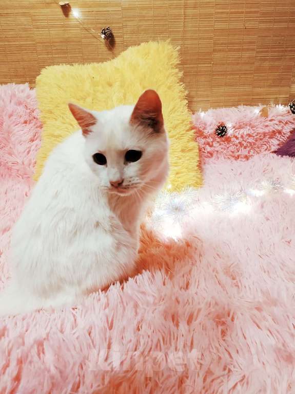 Кошки в Санкт-Петербурге: Белая кошка ищет дом Девочка, 200 руб. - фото 1