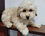 Собаки в Калаче: Пуделяшки Мальчик, 25 000 руб. - фото 3