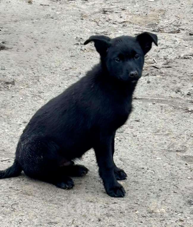 Собаки в Воронеже: Щенок в добрые руки  Мальчик, Бесплатно - фото 5