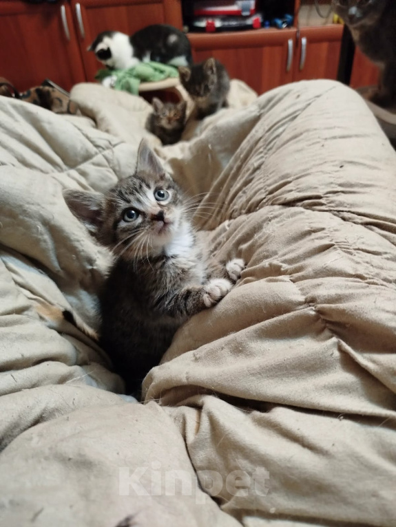 Кошки в Калуге: Котенок Мальчик, Бесплатно - фото 3