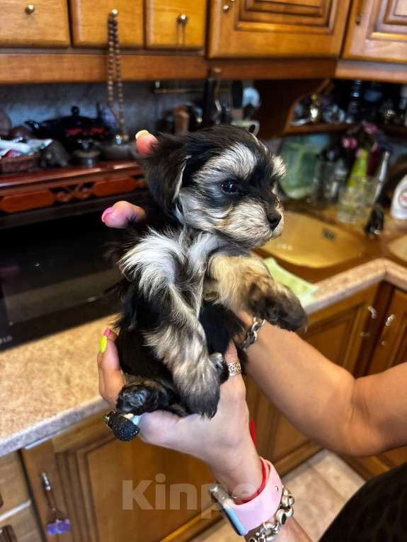 Собаки в Москве: Софи Девочка, 50 000 руб. - фото 4