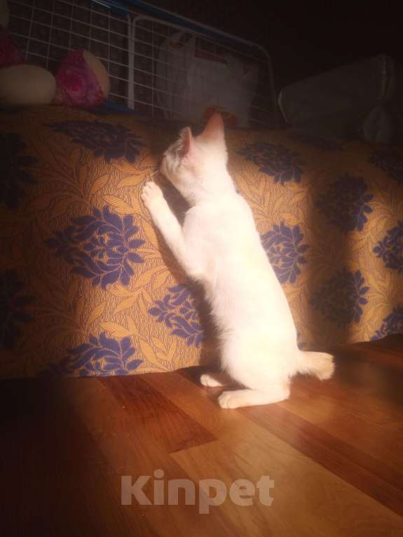 Кошки в Санкт-Петербурге: Меконгский бобтейл Мальчик, 20 000 руб. - фото 4