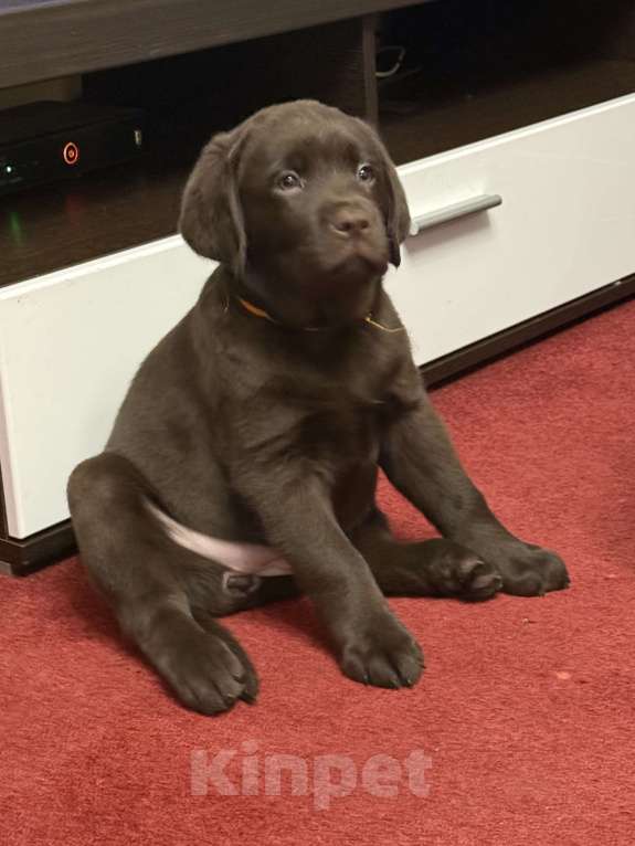 Собаки в Люберцах: Щенки Лабрадора -ретривера шоколадного окраса Девочка, 100 000 руб. - фото 4