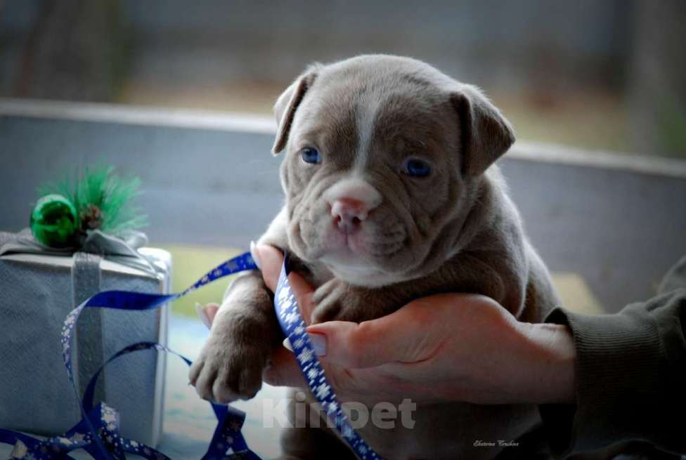 Собаки в Балашихе: Щенок американского булли Мальчик, 150 000 руб. - фото 2