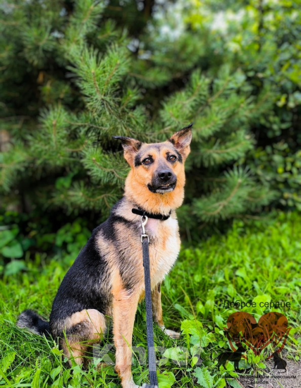 Собаки в Тамбове: Милана Девочка, Бесплатно - фото 5