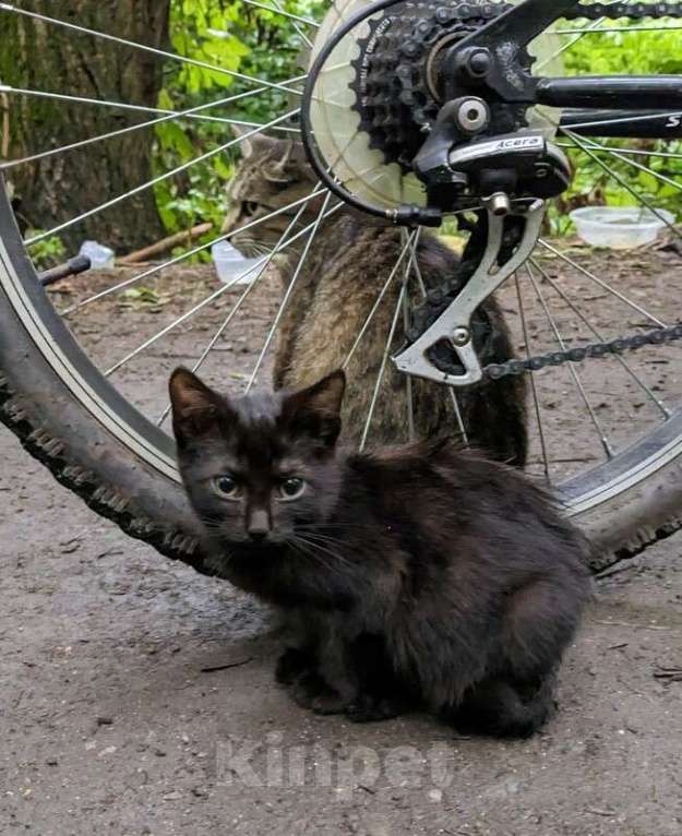 Кошки в Москве: Выбросили черного котёнка! На улице погибнет Мальчик, 1 руб. - фото 4