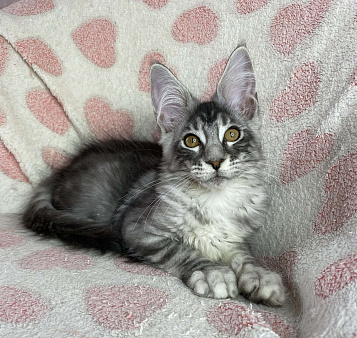 Черная серебристая мраморная девочка мейн кун Zlata