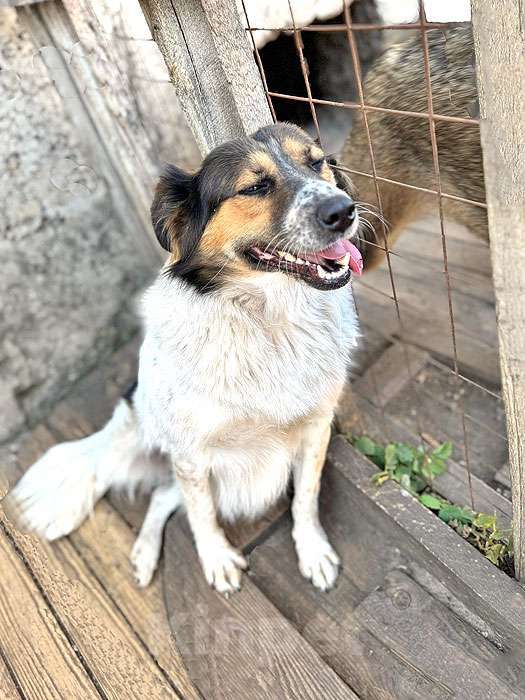 Собаки в Липецке: Ищем дом для Санты, собаки светлой души Девочка, 10 руб. - фото 8