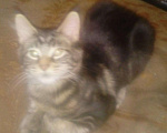Кошки в Калуге: Без обмана, бывший питомник, котята Мейн-кун, 5 000 руб. - фото 2