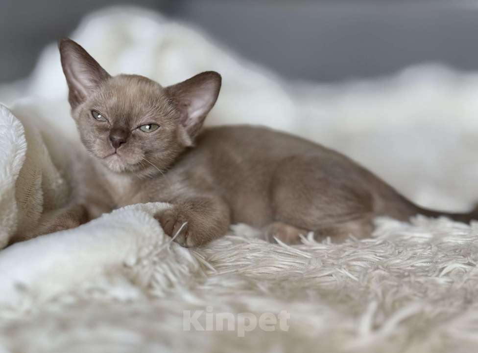 Кошки в Москве: Бурманские котята Девочка, 100 000 руб. - фото 1