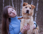 Собаки в Москве: Собака-компаньон в добрые руки! Мальчик, Бесплатно - фото 7
