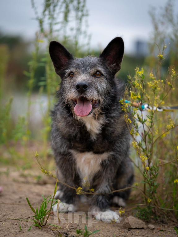 Собаки в Москве: Метис Керн-терьера Карандаш  Мальчик, Бесплатно - фото 5