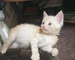 Кошки в Москве: Котята в добрые руки Девочка, Бесплатно - фото 2