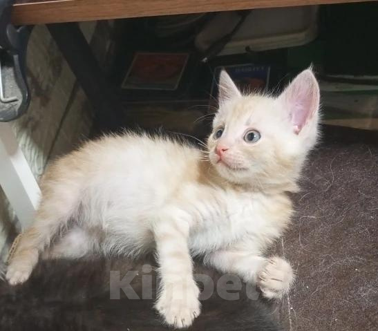 Кошки в Москве: Котята в добрые руки Девочка, Бесплатно - фото 2