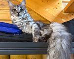 Кошки в Чехове: Мейн-кун котенок Мальчик, 25 000 руб. - фото 4