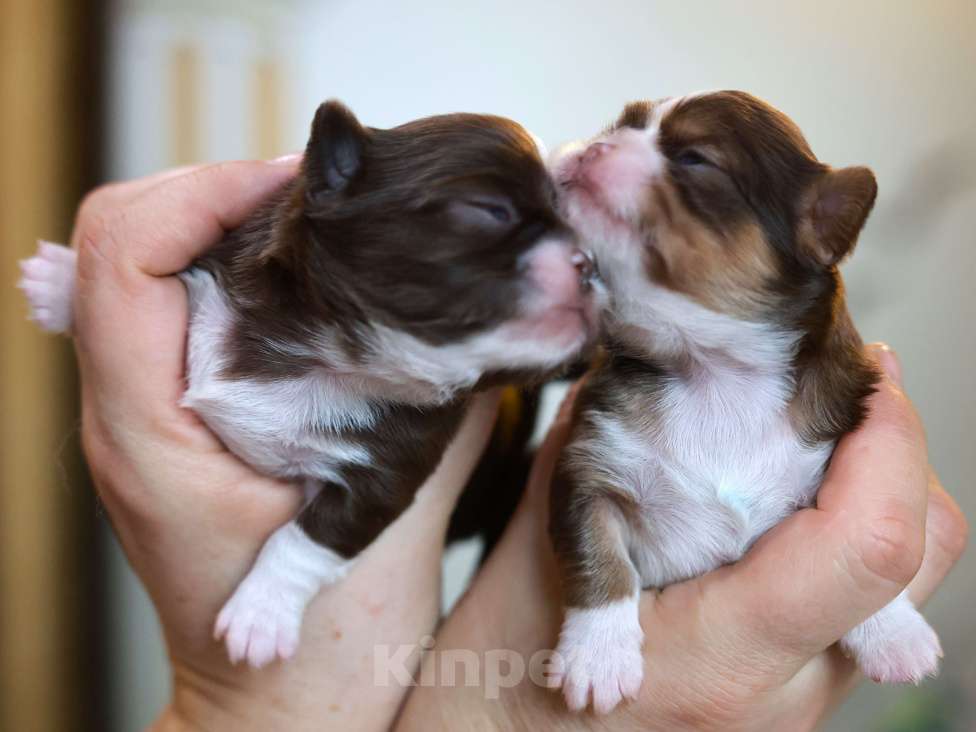 Собаки в Ростове-на-Дону: Шоколадное и рыжее счастье  Мальчик, 35 000 руб. - фото 5