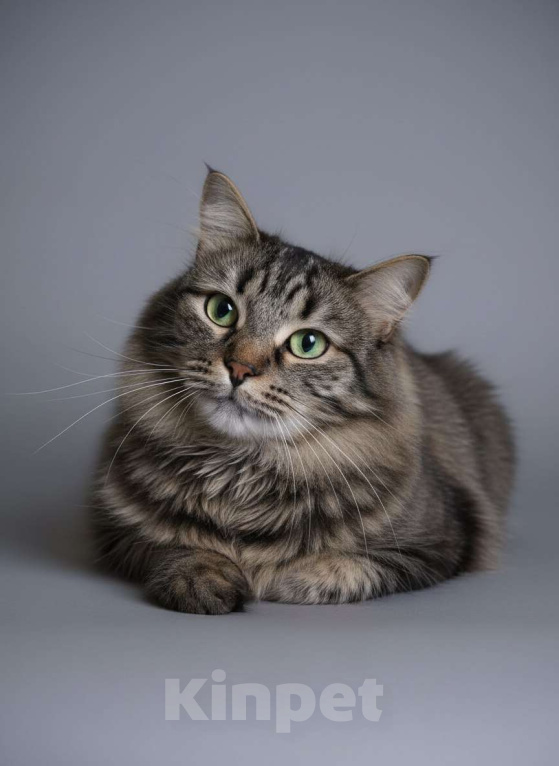 Кошки в Москве: Пальмуша — нежная домоседка.  Девочка, Бесплатно - фото 1