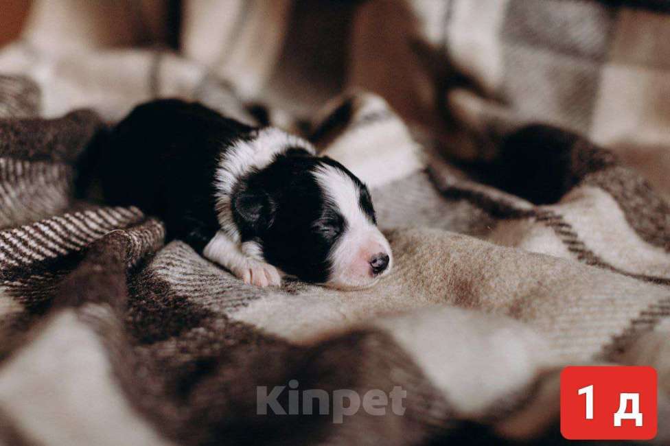 Собаки в Красноярске: Продам щенка Бордер Колли Девочка, 110 000 руб. - фото 1