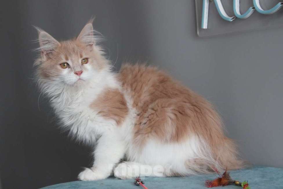 Кошки в Екатеринбурге: Рогнеда - котенок мейн-кун Девочка, 10 000 руб. - фото 5