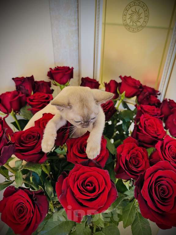 Кошки в Екатеринбурге: Клубные котята Европейской бурмы Мальчик, 60 000 руб. - фото 7