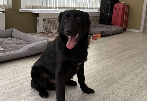 Обаятельный Джерик ищет дом! 