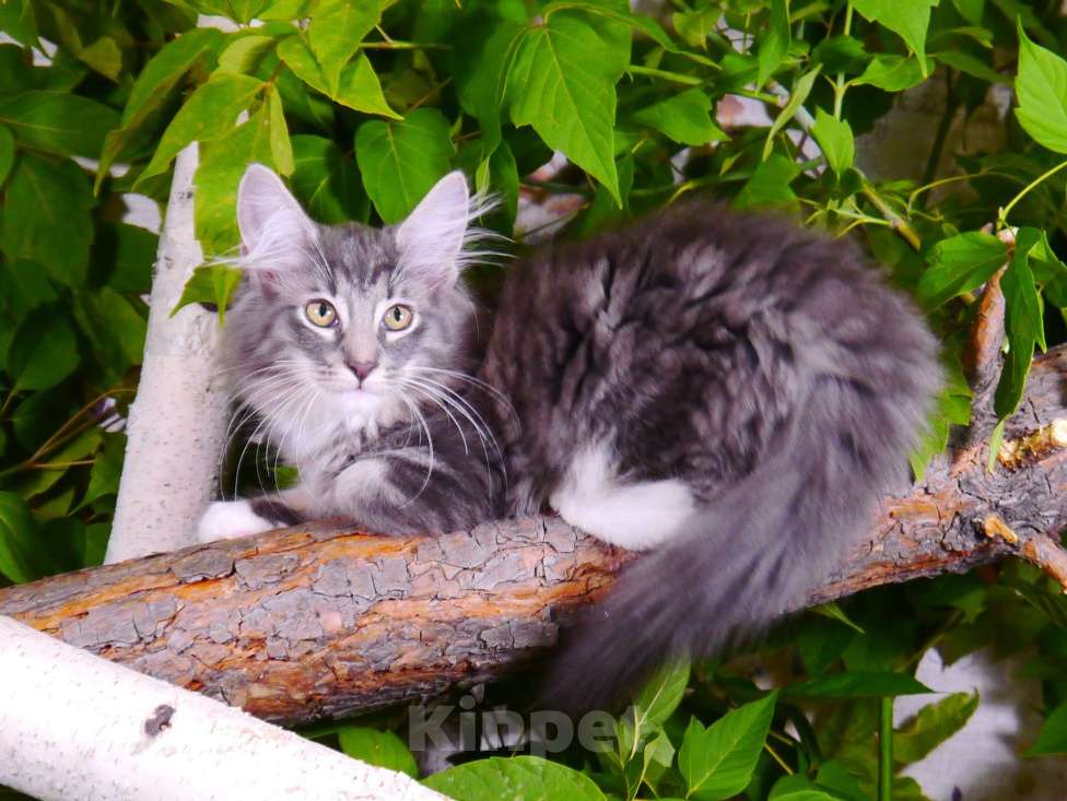 Кошки в Новосибирске: Котята породы норвежская лесная Девочка, 60 000 руб. - фото 1