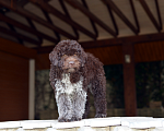 Собаки в Майкопе: Щенок лаготто романьоло мальчик Мальчик, 100 000 руб. - фото 3